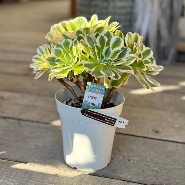 観葉植物：アエオニウム 白鳳錦*5号 ハクホウニシキ : 遊恵盆栽 Yahoo