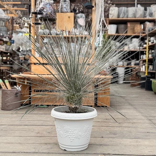 観葉植物：ユッカ エラータ*プラポット 現品をお届け 大型佐川急便