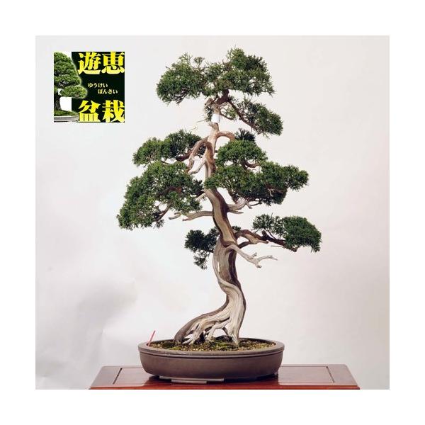 中品盆栽：糸魚川真柏【現品】*【大型ヤマト便配送】 【送料無料