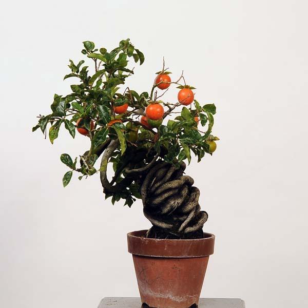 中品盆栽：常盤柿(ときわがき) 現品*カキ kaki 送料無料 : 遊恵盆栽