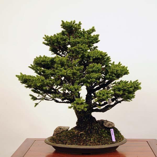 中品盆栽：特選白芽八房蝦夷松 現品* えぞまつ エゾマツ 送料無料