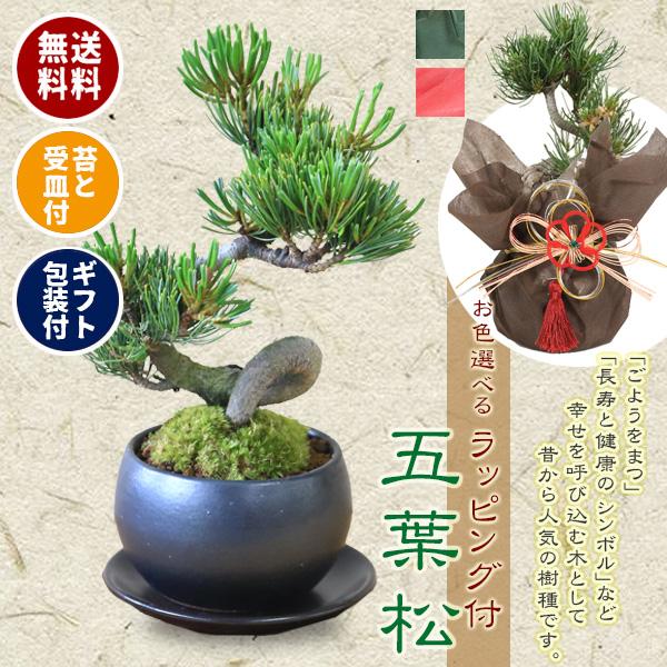 小品盆栽：五葉松(瀬戸焼黒丸鉢)* 苔と受け皿 ラッピング付き