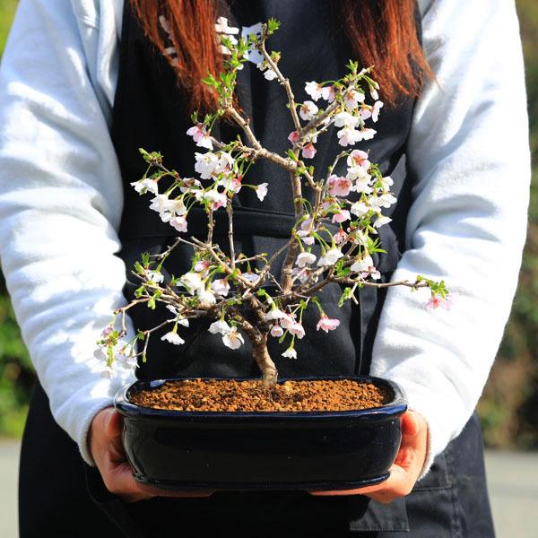 桜盆栽：富士桜 湖上の舞*＜長方青鉢＞（2025年開花終了）ふじさくら