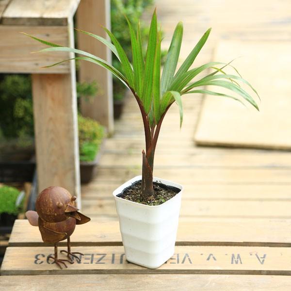 観葉植物・希少：トックリヤシ(徳利椰子)*白鉢S : 遊恵盆栽 Yahoo!店