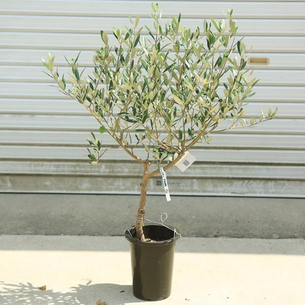 観葉植物 おしゃれ：オリーブの木 6号*SOUJU（創樹) ミッション 現品