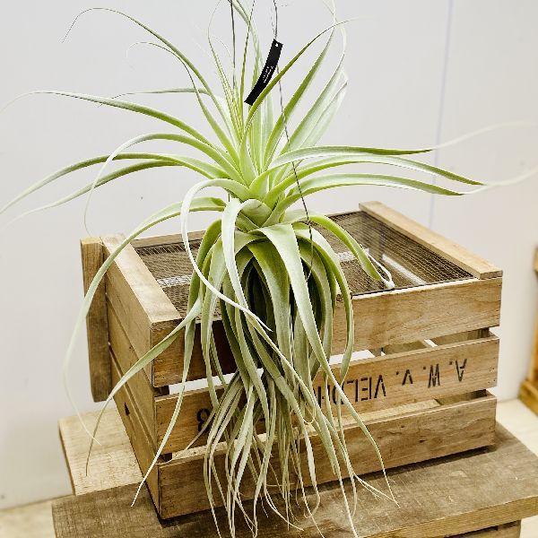 おしゃれ 観葉植物 エアープランツ：チランジア ストラミネア*現品