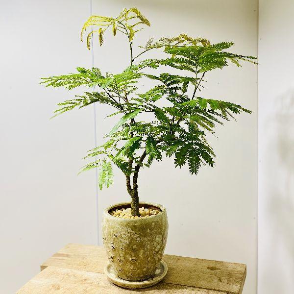 観葉植物：ネムの木 エバーフレッシュ*鉢植え 受皿付 : 遊恵盆栽 Yahoo