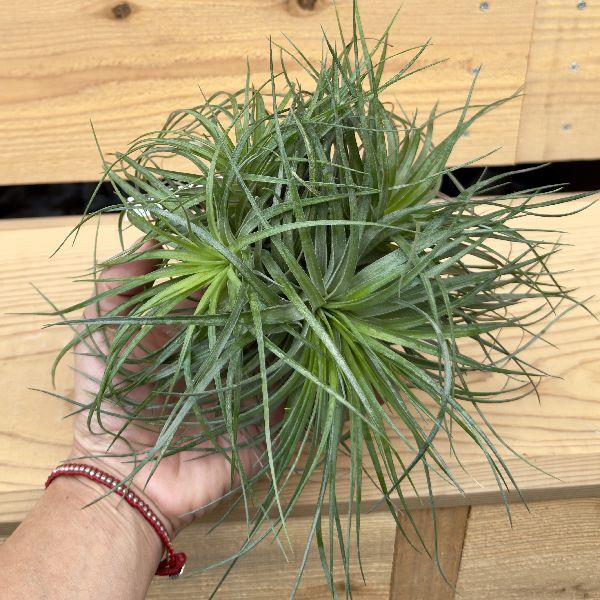 おしゃれ 観葉植物 エアープランツ：チランジア ストリクア クランプ