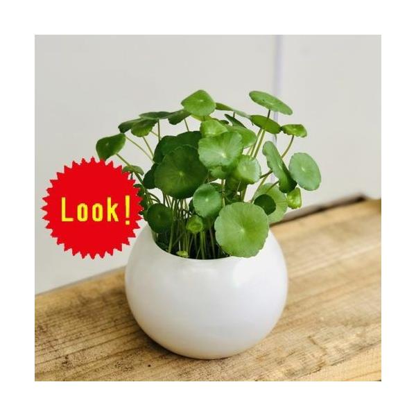 おしゃれ 観葉植物 水草：ウォーターマッシュルーム*ウチワゼニクサ 鉢