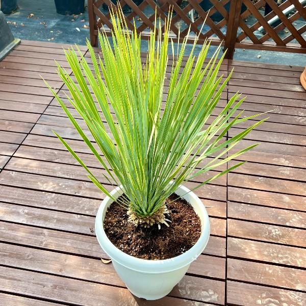 おしゃれ 観葉植物：ユッカ ロストラータ*10号 Yucca rostrata : 遊恵