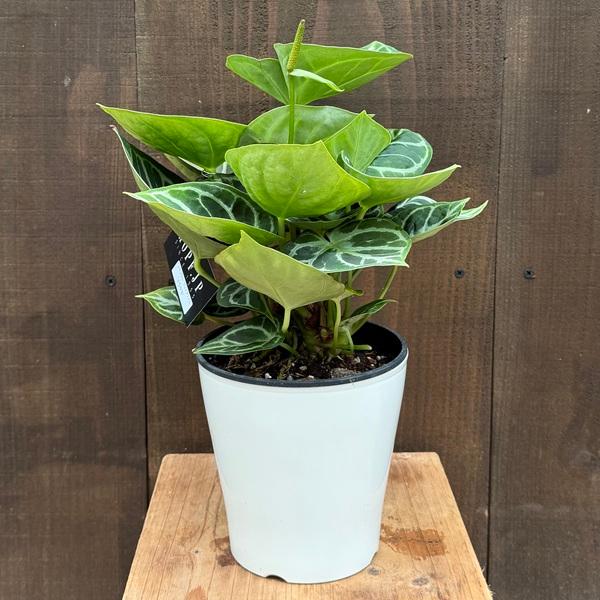 観葉植物：アンスリウム ドラヤキ*5号 プラポット Anthurium Dorayaki