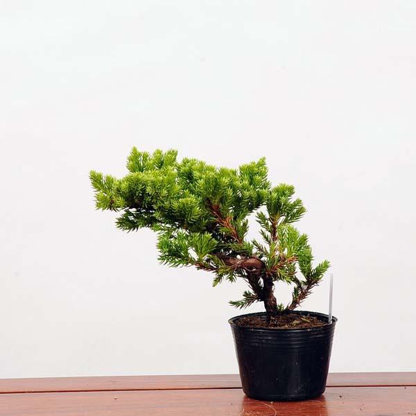 苗：そなれ*ソナレ/磯馴 : 遊恵盆栽 Yahoo!店 - 通販 - Yahoo!ショッピング