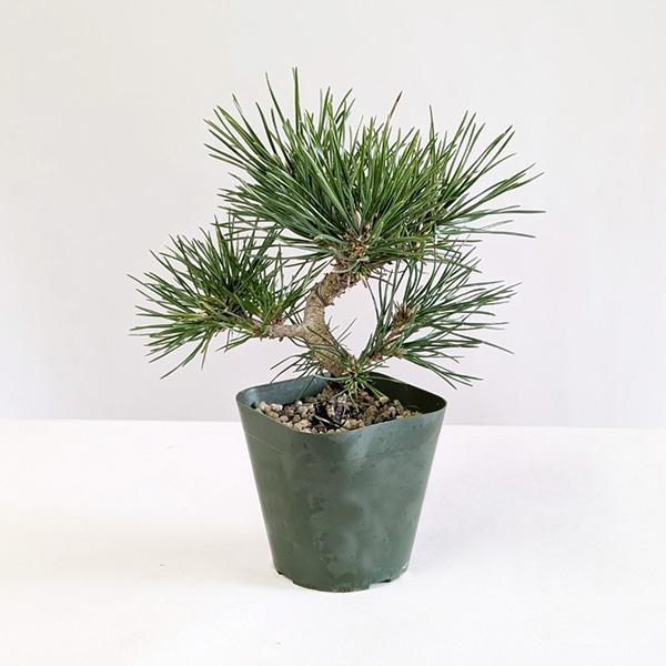 苗：三河黒松（曲・太）*盆栽素材くろまつクロマツKuromatsu : 遊恵