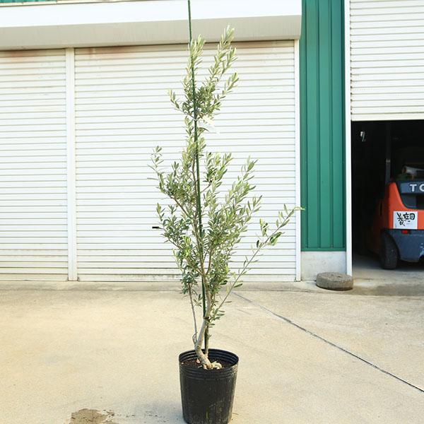 庭木・植木：オリーブ（シプレッシーノ）*樹高150cm 現品限り 大型