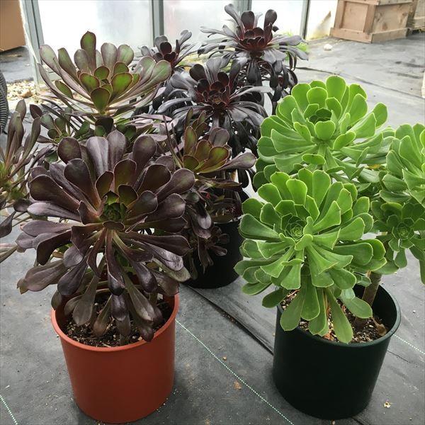 多肉植物：アエオニウム 黒法師・サンシモン・カナリエンス*葉の色をお