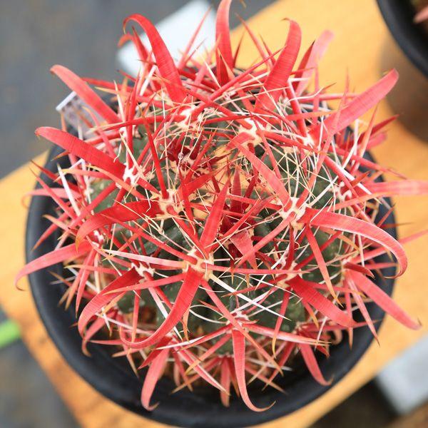 サボテン：フェロカクタス 神仙玉*10cm（現品 一品限り） : 遊恵盆栽