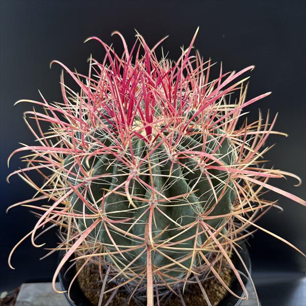 サボテン：フェロカクタス 刈穂玉*幅16cm 現品！一品限り : 遊恵盆栽