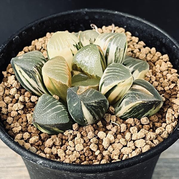 多肉植物：ハオルチア 鮮明黄色斑 コレクタ錦*幅6.5cm 現品 一品限り