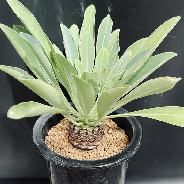 ☆特価☆多肉植物：ユーフォルビア 鉄甲丸*L 塊根幅4.5cm : 遊恵盆栽