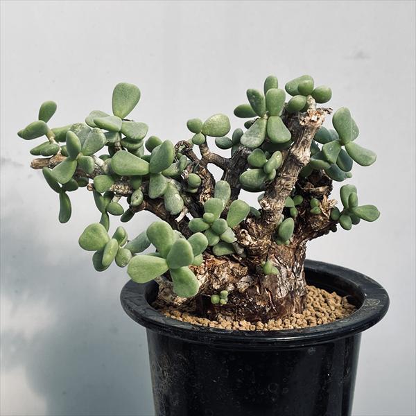 コーデックス：ケラリア ピグマエア 大株 発根済*葉幅15cm 現品