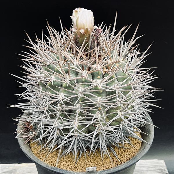 サボテン：ギムノカリキウム 魔天竜 ツギ*幅14cm 現品！一品限り