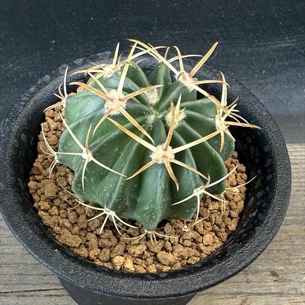 サボテン：ホマロケファラ 綾波 実生*M 幅4.5cm : 遊恵盆栽 Yahoo!店