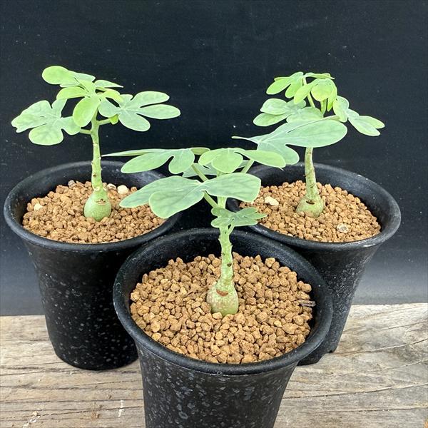 ☆特価☆コーデックス：アデニア グラウカ 3個セット*塊根幅1cm