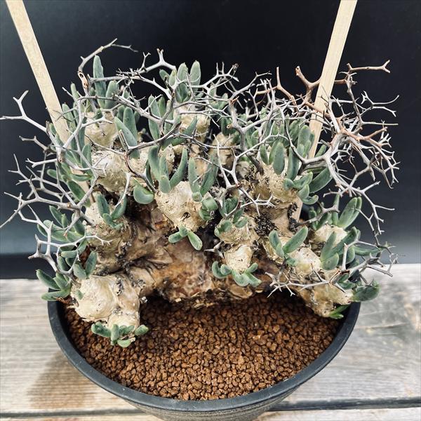 コーデックス：チレコドン レティキュラーツス 万物想*幅17cm 現品