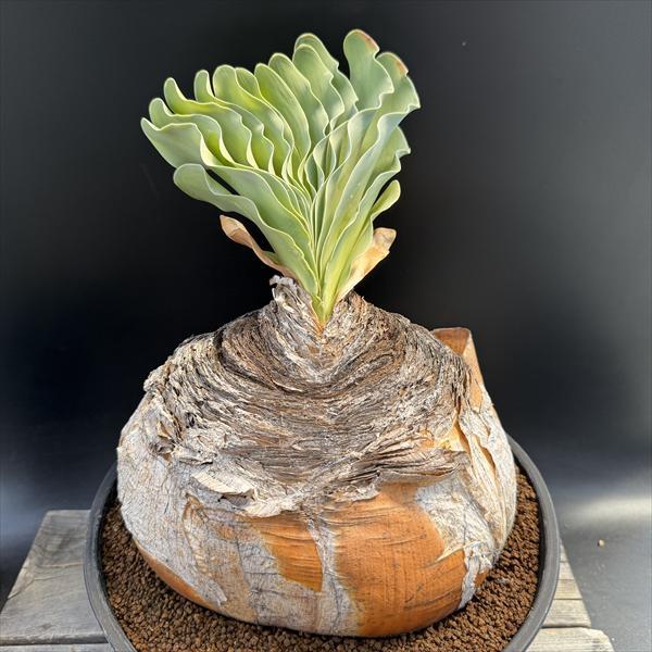 ☆特価☆コーデックス：ブーファン ハエマンソイデス*塊幅22cm 現品