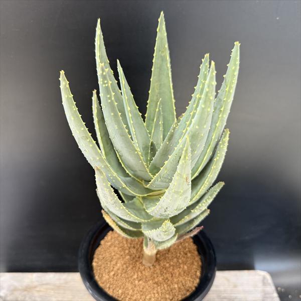 多肉植物：アロインドロン（アロエ） ピランシー 国内実生*幅13cm