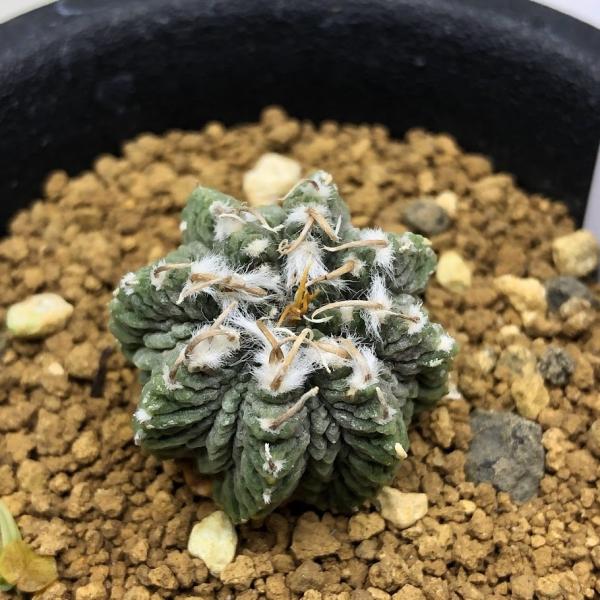 サボテン：アズテキウム 花籠（はなかご）自根*幅2.5cm 現品 一品