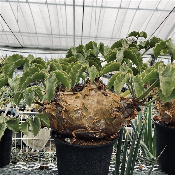 コーデックス：キフォステンマ ウター マクロプス*塊根幅30cm 現品