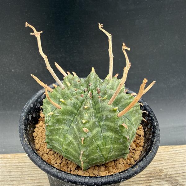 ☆特価☆多肉植物：ユーフォルビア バリダ*M 幅4.5cm : 遊恵盆栽