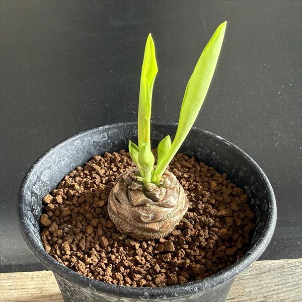 多肉植物：ユーフォルビア 鉄甲丸*S 塊根幅3cm ☆赤松実生 : 遊恵