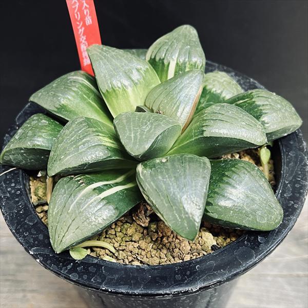 多肉植物：ハオルチア スプリングボクブラケンシス交配種錦*幅13cm