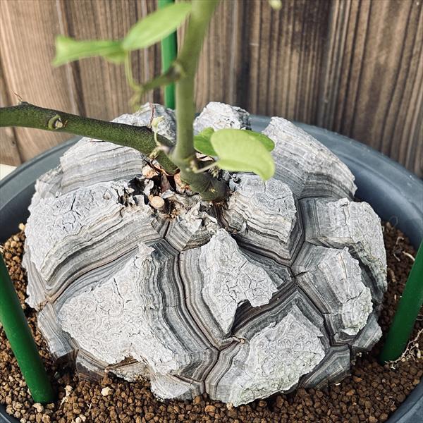 コーデックス：アフリカ亀甲竜 特大サイズ*塊根幅16.5cm 現品！一品