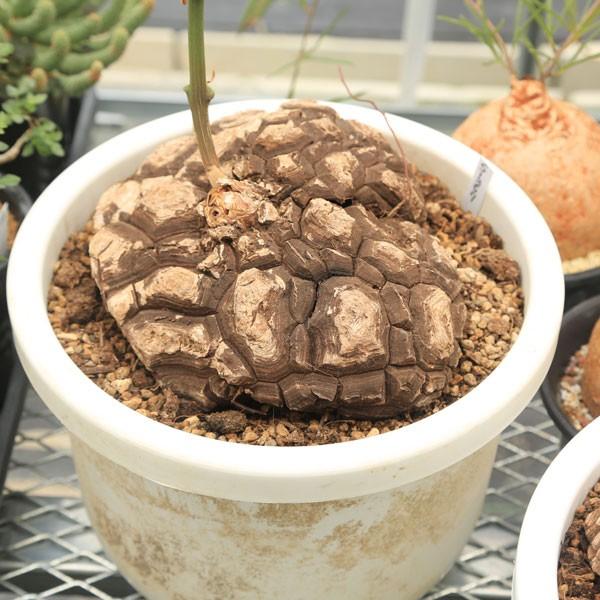 コーデックス：メキシコ亀甲竜 ディオスコレア マクロスタチア*塊幅