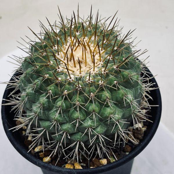 サボテン：コピアポア コルムナアルバ 孤竜丸（こりゅうまる）ツギ*幅