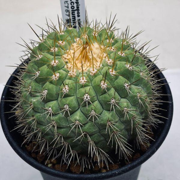 サボテン：コピアポア コルムナアルバ 孤竜丸（こりゅうまる）ツギ*幅