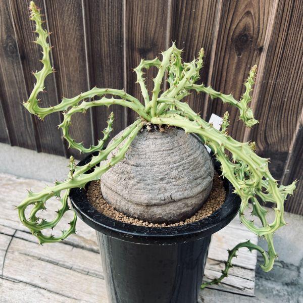 コーデックス：ユーフォルビア デシドゥア 蓬莱島*塊根幅11cm 現品