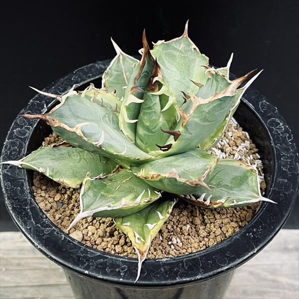 多肉植物：アガベ チタノタ錦 黄覆輪*幅11cm 現品！一品限り : 遊恵