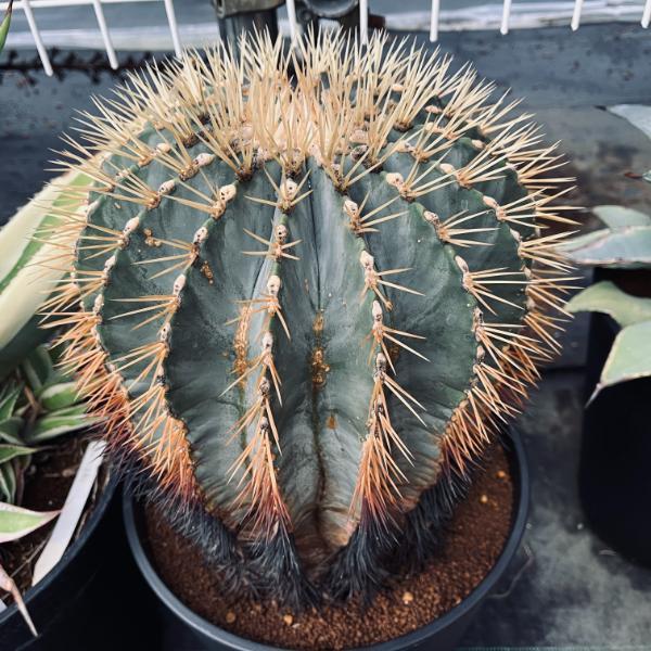 サボテン：フェロカクタス 王冠竜*幅22cm 現品！一品限り : 遊恵盆栽