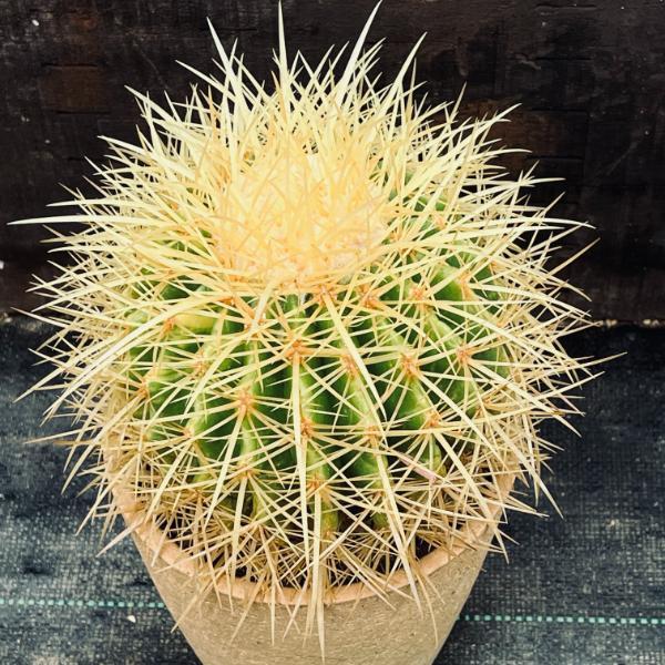 サボテン：エキノカクタス 金鯱錦*幅12cm 現品！一品限り : 遊恵盆栽