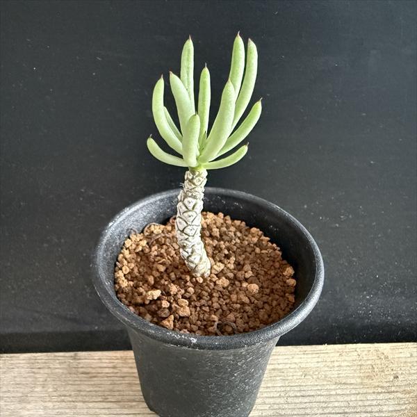 コーデックス：チレコドン ペアルソニー 白象 挿木*幹幅0.5cm : 遊恵