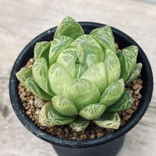 多肉植物：ハオルチア 若緑*S 幅5cm : 遊恵盆栽 Yahoo!店 - 通販