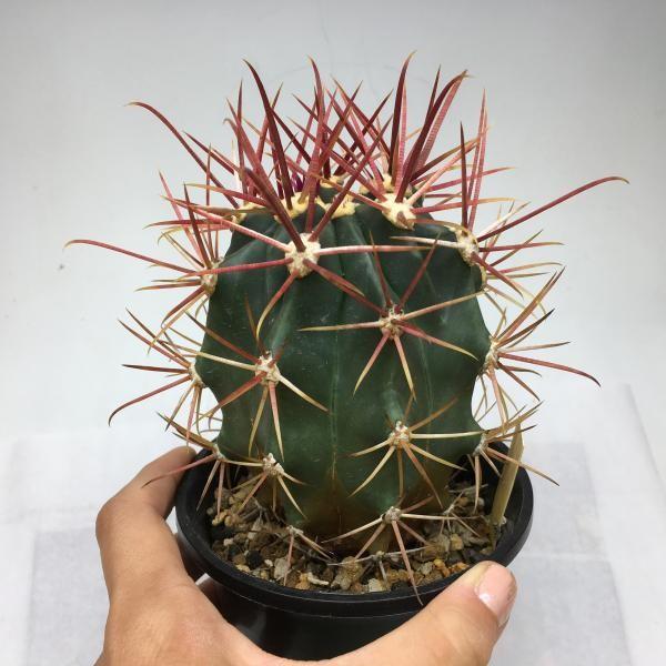 サボテン：フェロカクタス 赤刺金冠偉冠玉×西澤神仙玉*7cm 現品 一品