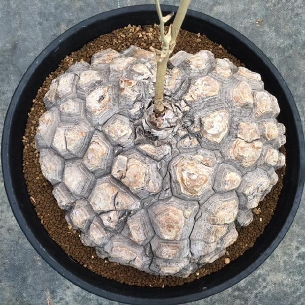 コーデックス：メキシコ亀甲竜 ディオスコレア マクロスタチア*塊幅