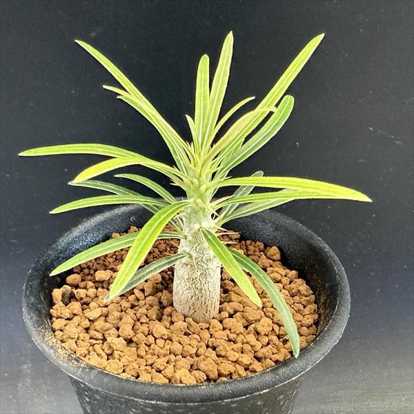 ☆特価☆コーデックス：パキポディウム グラキリス*M 塊根幅1cm