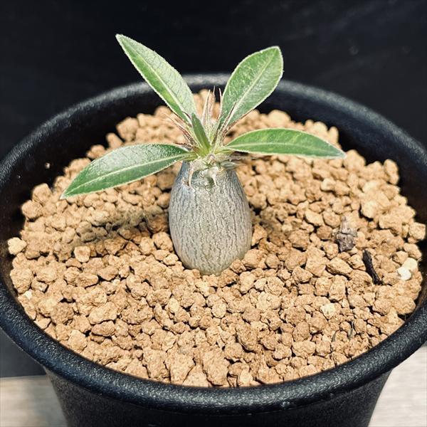 コーデックス：パキポディウム マカイエンセ 実生*S 塊根幅1.2cm