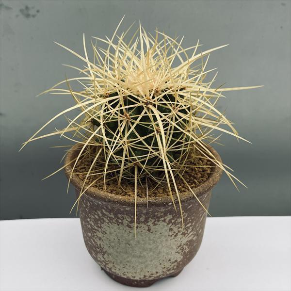 サボテン:エキノカクタス 金鯱 瀬戸焼鉢* 棘トゲ 丸鉢 和 陶器鉢